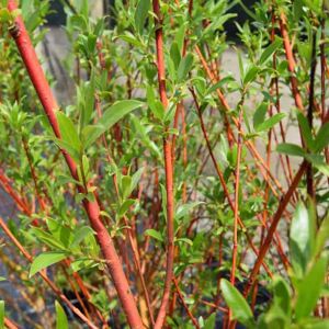 Salix alba ssp. vitellina 'Britzensis' 10-12 SS